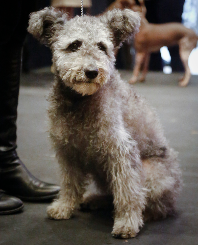Illustration for article titled Hey, Buds? The Westminster Dog Show Is Almost Here, and This Year They're Showing CATS